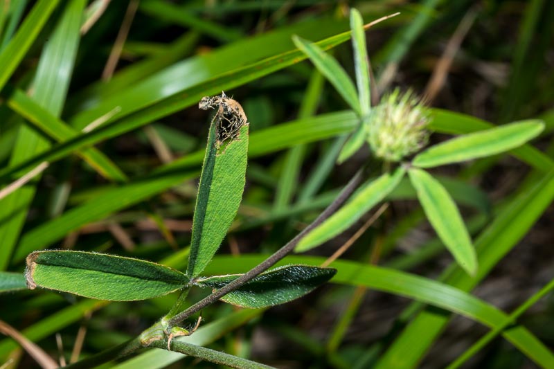 Trifolium ochroleucon / Trifoglio bianco giallo